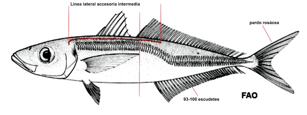 Trachurus picturatus_001.jpg